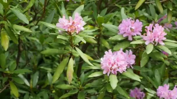 Fleurs pourpres roses d'une inflorescence Rhododendron Rhododendron roseum elegans — Video