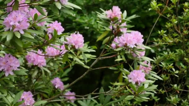 Rosa lila blommor av en Rhododendron blomställning Rhododendron roseum elegans — Stockvideo