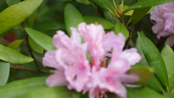 Różowe kwiaty fioletowe kwiatostanu Różanecznik Rhododendron roseum elegans — Wideo stockowe