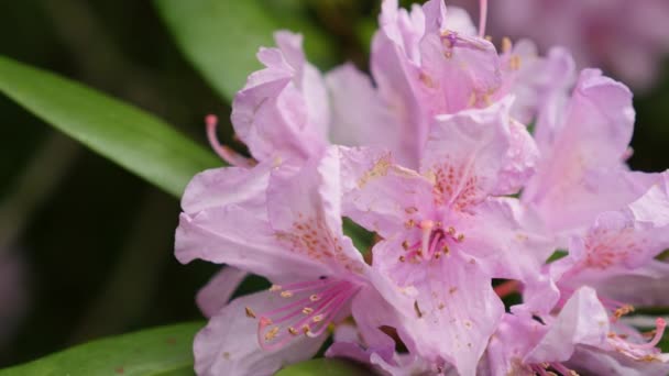 Rosa lila blommor av en Rhododendron blomställning Rhododendron roseum elegans — Stockvideo