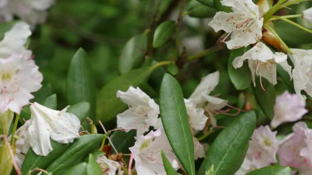 Bílé fialové květy rododendronů květenství rododendron roseum elegans — Stock video