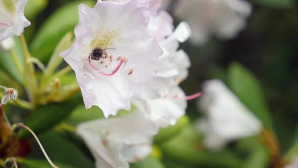 Flores roxas brancas de uma inflorescência Rhododendron Rhododendron roseum elegans — Vídeo de Stock