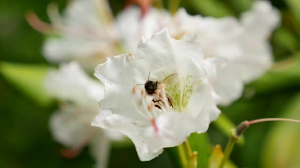 Fiori viola bianchi di un'infiorescenza di Rhododendron Rhododendron roseum elegans — Video Stock