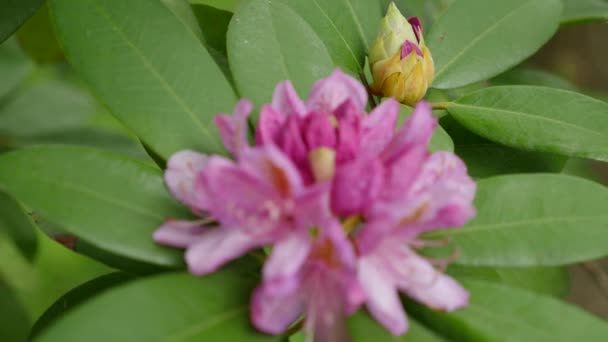 Roze lichtpaarse bloemen van een Rhododendron bloeiwijze Rhododendron roseum elegans — Stockvideo