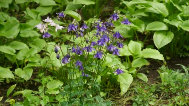 Lila columbine blomma i trädgården — Stockvideo