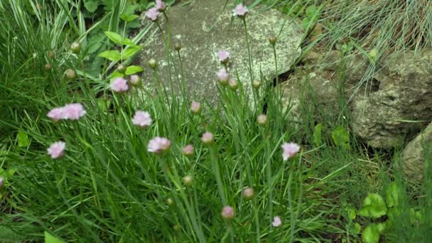 Små rosa blommor på en bakgrund av stora stenar — Stockvideo