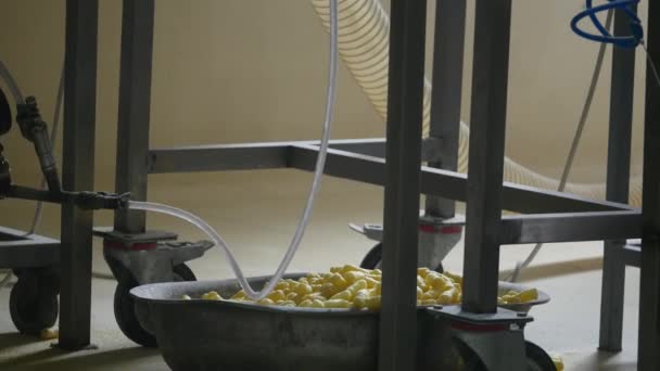 Fabrik produktionen av sockermajs pinnar — Stockvideo