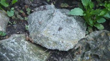 Sinek Mooche böcek üzerinde beyaz bir taş