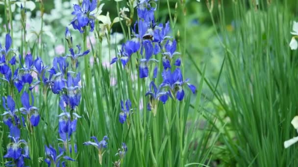 Lila Iris germanica Blume Pflanze flache Aufnahmen - deutsche Iris violette Blume auf dem Wind-Video — Stockvideo