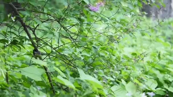 Pájaro titmouse posado en la rama del árbol entre hojas — Vídeo de stock