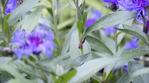 Red bug on flowers 4k — Stock Video