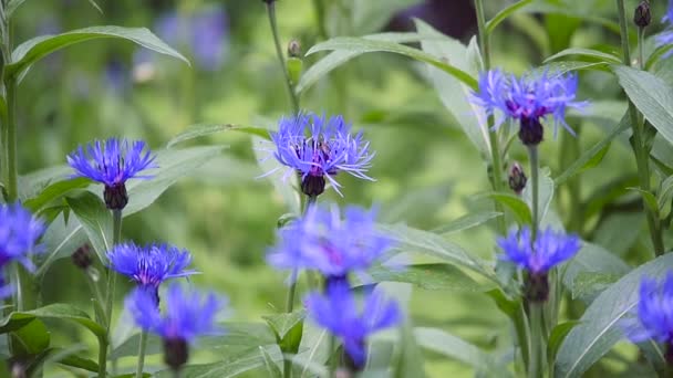 Синие кукурузные цветы с боке, цветочный фон природы — стоковое видео