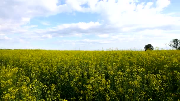 Golden rape field with blue cloudy sky — Stock Video