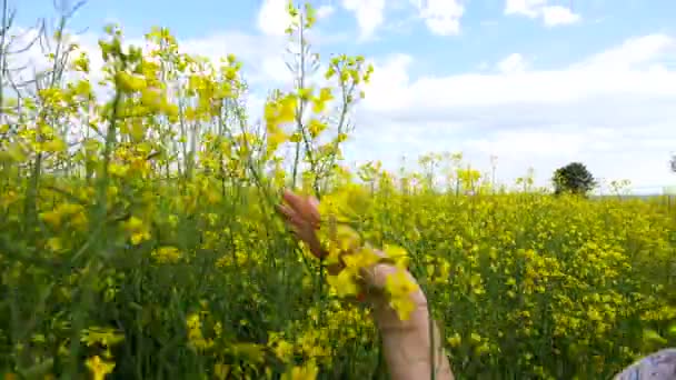 Маленька дівчинка в сукні проходить через жовте пшеничне поле з повітряними кулями в руці. повільні рухи — стокове відео