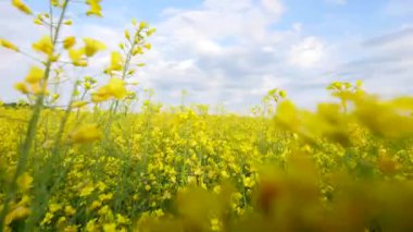 Kabarcıklar mavi bulutlu gökyüzü ile altın tecavüz alanındaki