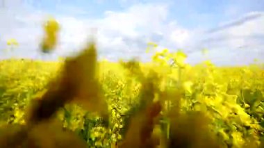 Mavi bulutlu gökyüzü ile altın tecavüz alan