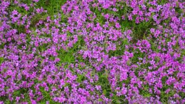 Güzel mor çiçekler, moss phlox, dağ phlox, moss pembe, cüce phlox, phlox subulata, saçaklı pembe, pembe zemin, moss pembe, linanthus dianthiflorus