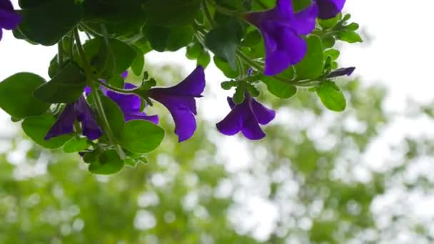 Πετούνια λουλούδι στο φυσικό υπόβαθρο — Αρχείο Βίντεο
