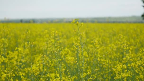 Blühendes Rapsfeld im Frühling — Stockvideo