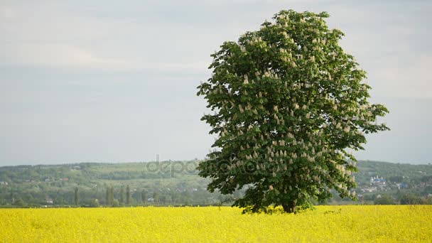 Mooi gevormde kastanjeboom in volle bloei op weide in voorjaar landschap onder de blauwe hemel met wolken — Stockvideo