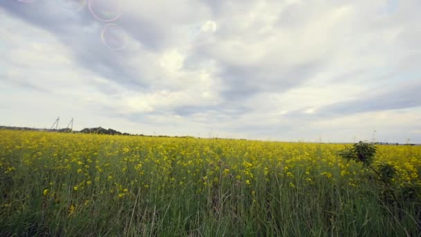 气泡在金黄的油菜领域与蓝色多云的天空 — 图库视频影像