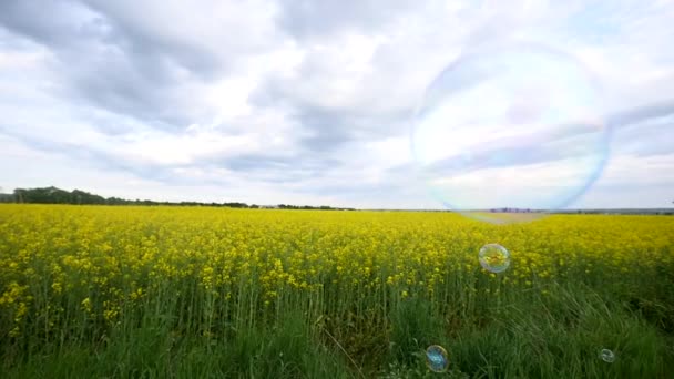 气泡在金黄的油菜领域与蓝色多云的天空 — 图库视频影像