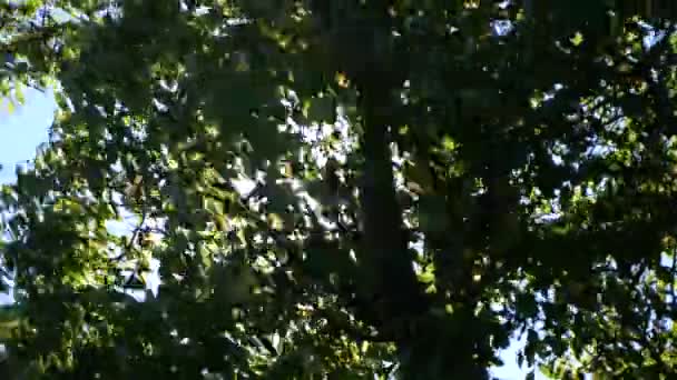 La luz del sol atraviesa las ramas — Vídeo de stock