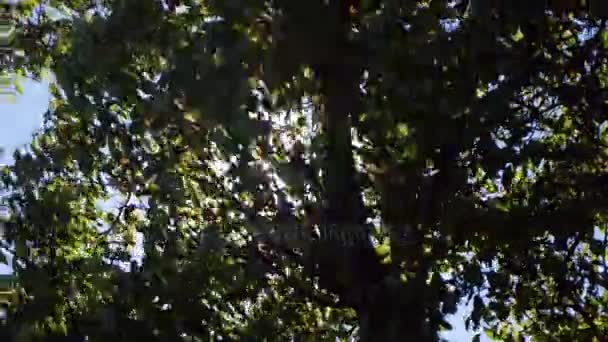 La luz del sol atraviesa las ramas — Vídeo de stock