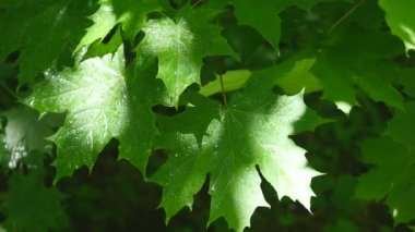 Güzel yeşil bir akça ağaç üzerlerine düşen yağmur ile bahar yağmur fırtınası sırasında yapraklar