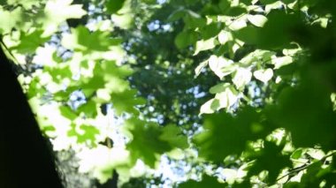 Akça ağaç açık mavi gökyüzü karşı yeşil yapraklar