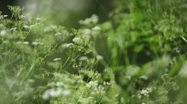 İnek yaban havucu ot. Zehirli bitki. Seçici odak