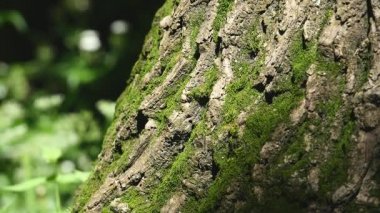 Bir ağaç kabuğu üzerinde ayrıntılı moss. Seçici odak