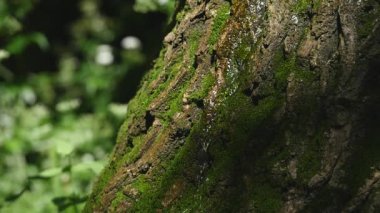 Bir ağaç kabuğu üzerinde ayrıntılı moss. Seçici odak