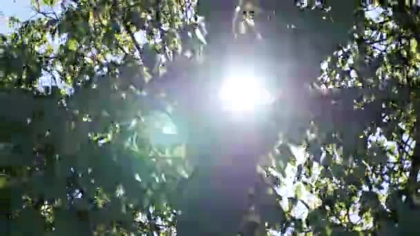 Σπάει το φως του ήλιου μέσα από τα κλαδιά — Αρχείο Βίντεο