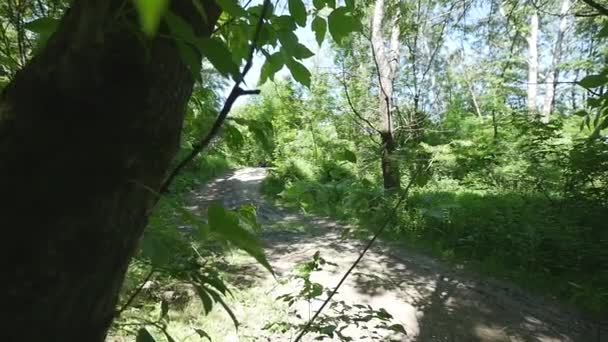 Hombre en ATV paseos a través del bosque — Vídeos de Stock