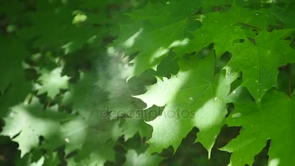 Vackra gröna blad av en lönn under en våren regnstorm med regn som faller på dem. — Stockvideo