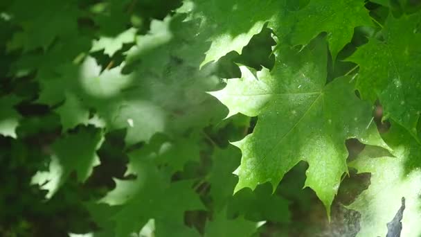 Όμορφα πράσινα φύλλα από ένα δέντρο σφενδάμνου κατά τη διάρκεια μιας νεροποντή άνοιξη με βροχή που πέφτει πάνω τους — Αρχείο Βίντεο