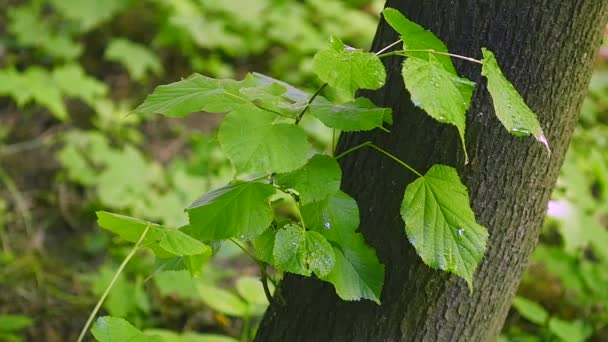 Close up van waterdruppels op verse groene bladeren achtergrond — Stockvideo