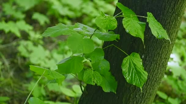 Close up van waterdruppels op verse groene bladeren achtergrond — Stockvideo