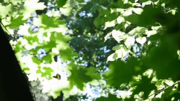 Feuilles vertes sur érable contre ciel bleu clair 
