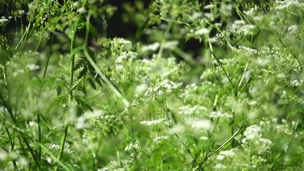 Cow parsnip Weed. Planta venenosa. Enfoque selectivo — Vídeo de stock