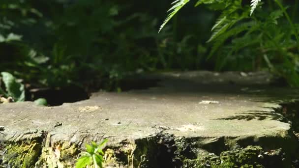 Tocón de árbol viejo en el parque de verano — Vídeos de Stock