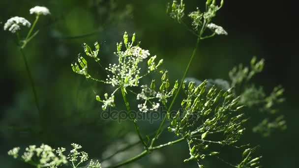 カウパースニップ雑草。有毒植物。選択と集中 — ストック動画