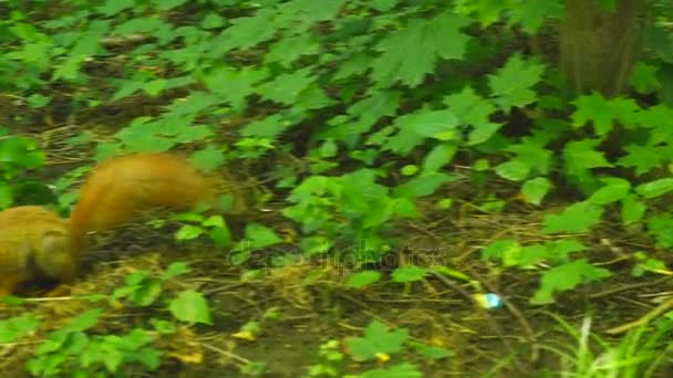 可爱的红松鼠跳在草丛中。在真正的时间行动 — 图库视频影像