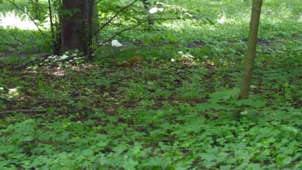 Carino scoiattolo rosso Salti nell'erba. l'azione in tempo reale — Video Stock