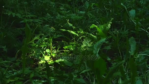 Textura de grama no parque natural — Vídeo de Stock