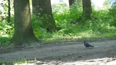 Parkta yeşil çimenlerin üzerinde yürüyüş güvercin. Güzel güvercin. Pigeon kuş Parkı yeşil çimenlerin üzerinde