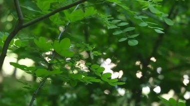Fairytale orman manzara - eski acaciatrees güneşe doğru uzatma, bir kemer oluşturdular