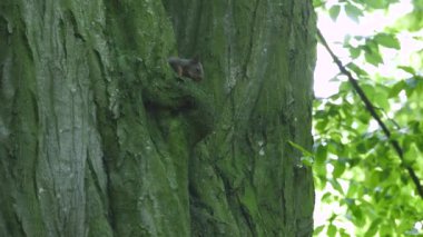 siyah sincap bir deliğe bir somun yeme bir ağaçta oturuyor
