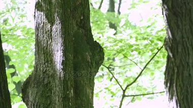 şirin bir gri sincap ağaçta bir somun yeme yan görünüm